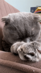 Morning life moments captured in Chaikovsky: cat, selfies, spring