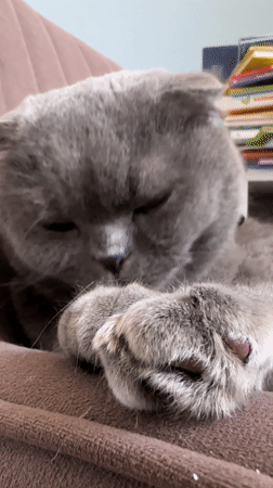 Morning life moments captured in Chaikovsky: cat, selfies, spring