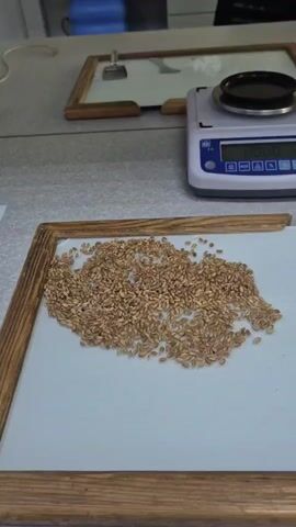 A close-up shot shows a pile of small, light brown seeds spread out on a white surface framed by a wooden border. To the right of the seeds, a digital scale is visible, displaying a reading of 0.000 grams. The scale has a black circular weighing pan on top and a blue control panel with buttons and a digital display. In the background, a blurry image of what appears to be a large blue bottle and another framed object can be seen. The scene appears to be set in a laboratory or scientific testing environment.