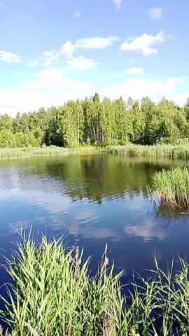 This media file captures a serene natural scene of a lake in Russia. The primary subjects are the tranquil lake, lush green trees lining the far bank, and tall reeds growing along the water's edge. The sky above is a vibrant blue, dotted with fluffy white clouds, suggesting a pleasant day.

The scene is static, with no discernible activity or event taking place. It appears to be a scenic overlook or a calm spot by the water. The time of day seems to be daylight, possibly late morning or early afternoon, given the brightness and the quality of the light. The weather is clear and likely warm, conducive to an outdoor setting.

Notable details include the clear reflection of the sky and the trees on the calm surface of the lake, creating a sense of depth and peace. The reeds in the foreground add a textural element to the composition. While no people or specific objects are prominently featured, the natural elements themselves—the water, the trees, the sky, and the vegetation—are the focus. The overall mood conveyed is one of tranquility and natural beauty. There is no visible text in the media file.
