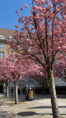 Cherry blossoms reach full bloom on Berlin street