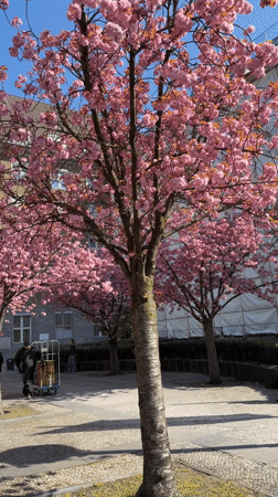 Cherry blossoms reach full bloom on Berlin street