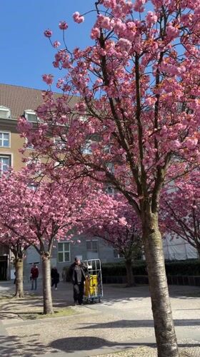 Cherry blossoms reach full bloom on Berlin street
