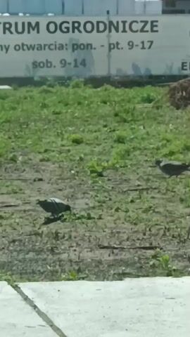 This media file captures a snapshot of an outdoor scene, likely on a bright, sunny day given the lighting. The primary subjects are two pigeons foraging on a patch of grass and dirt. One pigeon is in the foreground, facing left and appearing to peck at the ground. The second pigeon is further back and to the right, facing away from the viewer.

Behind the pigeons, a blurred sign is visible, providing location context. The text on the sign reads "TRUM OGRODNICZE" which translates to "GARDEN CENTER". Below this, further text indicates opening hours: "ny otwarcia: pon. - pt. 9-17" and "sob. 9-14". This translates to "opening hours: Mon - Fri. 9-17" and "Sat. 9-14". The presence of the sign suggests the location is indeed a garden center in Gryfino, Poland. The ground in front of the sign is a mix of dirt and sparse green grass, with some larger, lighter-colored paving stones or a concrete edge visible in the very bottom of the frame. The overall impression is a common, everyday scene in an urban or suburban outdoor setting.