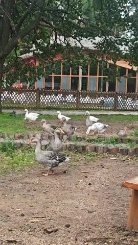 A group of geese are gathered in a dirt area with sparse grass. A large tree is on the left, with a building in the background. The building has large windows and appears to be a restaurant or a public building. A wooden fence separates the geese from the building. One goose in the foreground is facing the left, with its wings slightly spread. Other geese are scattered around the area, some standing, some eating, and one is stretching its wings. The overall impression is of a serene farm or park setting.