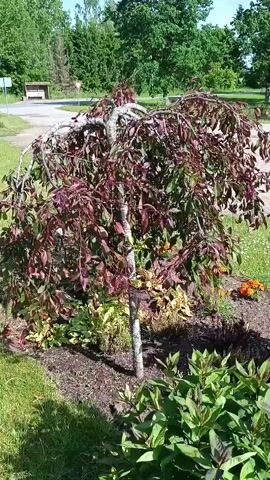 The video shows a weeping ornamental tree with dark red leaves. The tree has a distinctive weeping habit, with branches that droop downwards. It is planted in a garden bed with mulch around its base. There are other plants around the tree, including some green foliage and orange flowers. In the background, there is a paved road, a small building, and trees. The sky is blue with some clouds, suggesting it is a sunny day. The camera is stationary, and the video captures a brief, static view of the tree and its surroundings.