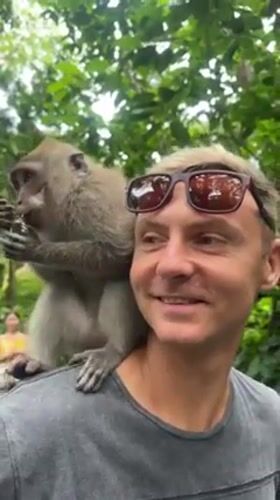 Tourists pose with monkeys at Ubud sanctuary