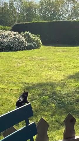 A black and white cat walks across a sunlit green lawn in a garden. The cat moves from left to right across the frame, then pauses and briefly turns its head to look back before continuing to walk further into the garden. In the background, there's a tall, well-maintained hedge and various trees under a clear sky. A small, flowering bush is visible to the left. The scene is filmed from behind a wooden fence and a green wooden bench, which are in the foreground. Long shadows on the grass suggest it is either morning or late afternoon.