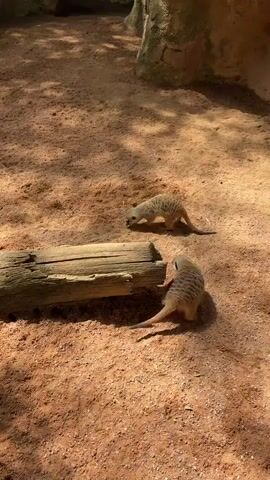 The video shows two meerkats interacting with a fallen log in a sandy enclosure. The meerkats are small mammals with striped fur and long tails. They are seen sniffing and digging around the log, as if searching for food or exploring their environment. The enclosure appears to be an outdoor habitat, with sandy ground and rock formations in the background. The lighting suggests it is daytime, with shadows cast by the log and the surrounding structures. The meerkats exhibit typical meerkat behavior, such as their alert posture and inquisitive nature. There are no humans or other animals visible in the frame. The video is shot from a slightly elevated angle, providing a clear view of the meerkats and their immediate surroundings. The overall impression is one of natural behavior in a controlled environment.