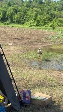 A tall white bird with red legs and a red beak is visible in a natural outdoor setting, standing near a body of water with green grass and muddy patches. The bird dips its beak into the water and then lifts its head. In the foreground, a dark gray bag is partially visible, leaning against a tripod or tent pole. Behind the bag, a colorful patterned bag, a white box, and a brown box are visible on the ground. A lush green forest is visible in the background under a clear sky.
