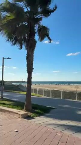 The video shows a palm tree on a sunny day with a beach in the background. A man walks on the sidewalk beside the tree, which is adjacent to a grassy area and a brick path.  A fence separates the path from the sandy beach. The sky is blue with a few white clouds. In the distance, beach umbrellas and people are visible on the shore. A lamppost is visible near the sidewalk.