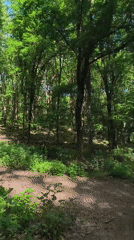 Group walks forest trail in Szekszárd Hungary morning