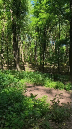 Group walks forest trail in Szekszárd Hungary morning