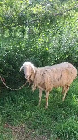 A sheep is tethered by a rope to a tree, standing in a grassy area with trees and foliage in the background. The sheep is light brown and appears to be eating grass. The video shows the sheep from a side profile, with a slight movement to the left as it grazes. The lighting suggests it is daytime.