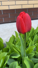 Red tulip bud observed among green leaves