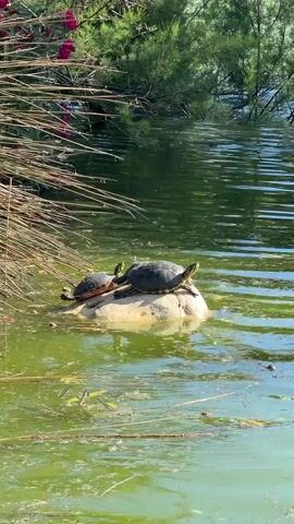 The video shows two turtles sunning themselves on a rock in the middle of a pond. The water is green and slightly murky. The turtle on the left is smaller and has a reddish-brown shell, while the one on the right is larger and has a darker, mottled shell. Both turtles have their heads raised, as if they are observing their surroundings. Reeds grow along the water’s edge in the background.