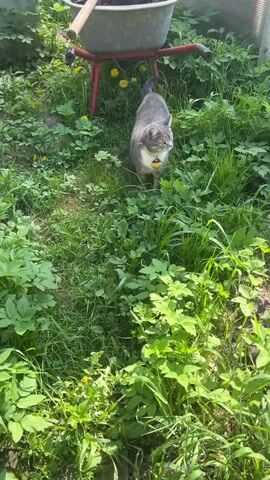 A gray tabby cat walks in grass, carrying a yellow dandelion flower in its mouth. There is a metal cart in the background.