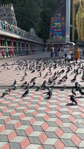 A wide shot captures a bustling scene at the entrance of a Hindu temple complex, likely the Batu Caves in Malaysia. In the foreground, hundreds of pigeons are scattered across a large paved area, actively walking and foraging. The paving features a distinctive 3D optical illusion pattern in red, grey, and white blocks.

In the background, people are seen walking and congregating. Some are observing the pigeons, while others appear to be heading towards the iconic, brightly coloured staircase leading up to the cave temple. To the right, a massive golden statue of Lord Murugan stands tall against the rock face, a prominent landmark. Ornate, colourful temple structures line the left side of the frame. The scene is brightly lit by the sun, suggesting a clear daytime. Some individuals are holding umbrellas, likely for shade. No discernible text is visible.