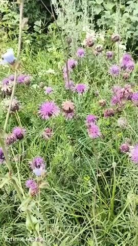 The video shows a close-up view of a patch of wild flowers, primarily purple thistle-like blooms interspersed with greenery. The flowers appear to be in various stages of bloom, with some in full flower and others forming seed heads. The background is blurred, suggesting a shallow depth of field, and consists of more foliage and hints of trees. The lighting appears natural, indicating an outdoor setting during the daytime. The overall impression is of a natural, uncultivated floral landscape.