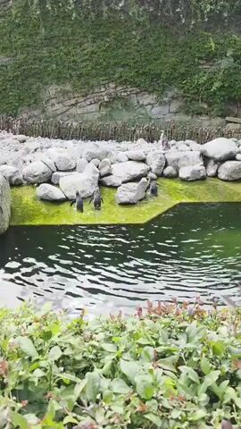This is a video of penguins in an enclosure. There are at least five penguins visible. Four penguins are in a shallow pool of green water, two of them standing and two of them partially submerged. The other two penguins are on rocks next to the pool, with one sitting and one standing. The enclosure has rocky walls and a fence made of branches at the back. The water in the foreground is dark green and rippled.