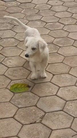 The video shows a small, white dog standing on a patio of brown hexagonal tiles. There is a green leaf on the tiles near the bottom left of the frame. The dog looks around and wag its tail. The dog then walks towards the camera.