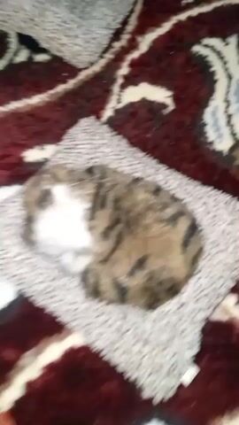 This is a close-up, vertical video clip of a small, tabby-patterned kitten sleeping curled up on a soft, grey, textured blanket. The blanket is placed on top of a larger, dark red rug with a swirling, intricate pattern in shades of cream, blue, and black. The kitten's fur is a mix of brown, black, and white, with distinct tabby stripes. Its eyes are closed, indicating it's deeply asleep.

In the latter half of the clip, a human finger enters the frame from the right and gently pokes the kitten's back. The kitten does not stir or react to the touch, remaining asleep. The lighting appears to be indoor, likely artificial, as there are no indications of natural light sources or weather conditions. The overall mood conveyed is one of peacefulness and comfort, with the kitten appearing content and undisturbed in its slumber. There is no visible text in the video. The location context provided is Marhamat, Uzbekistan.