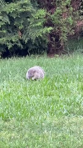 A groundhog stands in a grassy area, facing left. The groundhog is partially obscured by the grass, and its head is lowered as if it is eating. In the background, there are green trees and bushes.