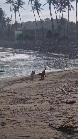 Two dogs play on a sandy beach. The first dog is tan and brown. The second dog is light tan or cream colored. The dogs chase each other along the shoreline of a body of water with small waves. In the background, there are palm trees and buildings. As the dogs run to the right, a woman with long, dark hair walks into the frame. She is wearing a light purple shirt and jeans and carrying a green plastic bag.  She walks near the water, and the dogs pass by her.