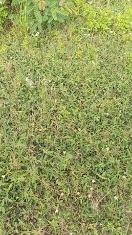 The video shows a close-up, top-down view of a patch of ground covered in green foliage and small white flowers. The vegetation appears to be a mix of grass and low-lying plants. The lighting suggests it is daytime. The camera is static, capturing a still image of the scene. There are no people or discernible objects other than the natural elements. The environment seems to be an outdoor, uncultivated area.