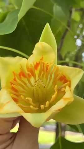 A close-up shot of a yellow tulip poplar flower is held in a person's hand. The flower has orange streaks on its petals and a prominent center of stamens. The background shows green leaves and branches of the tree, with a blurry outdoor setting visible in the distance.