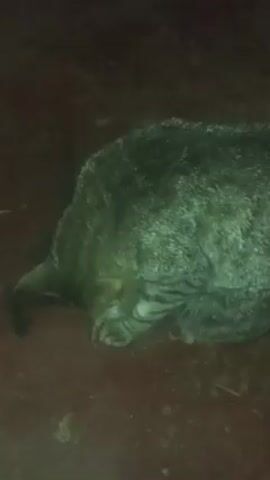 The video shows a gray tabby cat lying on a red-brown surface, likely a floor. The cat's head is down, almost touching the floor. A hand reaches into the frame and touches the cat. The cat's head lifts slightly. A dark object, possibly another cat or animal, is then briefly visible under the tabby cat.