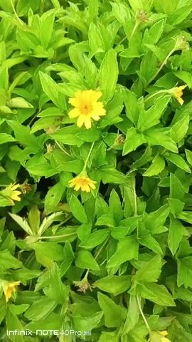 A video shows a close-up of bright green foliage interspersed with small yellow flowers. The camera pans slightly to the right, revealing more of the dense greenery and occasional yellow blooms. The overall impression is of a vibrant, natural setting.
