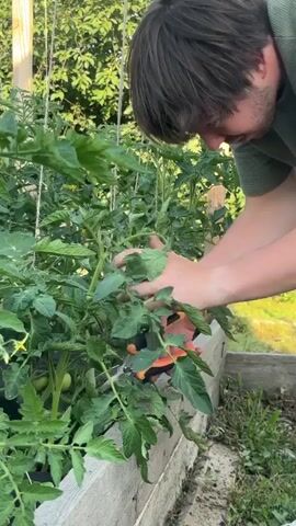 This is a vertical, close-up video of a man tending to tomato plants in a garden. The man, with short brown hair and wearing a green, short-sleeved shirt, is leaning over a raised garden bed made of light-colored wood or concrete. His hands are deep within the lush green foliage of the tomato plants, suggesting he is inspecting, pruning, or harvesting them.

The setting appears to be an outdoor garden on a sunny day, possibly late afternoon or early evening, as indicated by the warm light and dappled shadows. The tomato plants are healthy and vigorous, with visible green tomatoes and yellow flowers. The background shows more greenery, likely trees and other plants, with hints of a wooden structure above. The overall impression is one of domestic gardening and connection with nature.

There is no visible text in the video. The man's posture and the gentle way he handles the plants suggest a focused and careful approach, possibly indicating a sense of care or satisfaction in his gardening efforts.