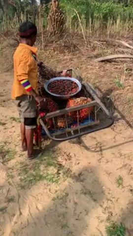 Here is a concise description of the video:

A person wearing an orange shirt and cargo shorts stands next to a metal cart filled with palm fruits. The cart contains a large metal bowl piled high with separated, dark-colored palm fruits, as well as several whole bunches of reddish-orange palm fruits. The person is handling one of the whole bunches of fruit. The ground is sandy and has patches of short green grass. In the background, there's dense vegetation that appears to be a palm tree plantation. The overall lighting suggests it is daytime.