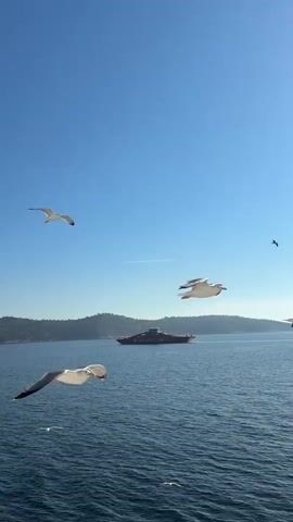 The video shows a wide view of the ocean with a clear blue sky. In the foreground, the railing of a boat is visible. Several seagulls are flying in the sky. A large ship is seen in the distance on the water. The background consists of a hazy coastline with mountains. The video appears to be filmed from a moving boat.