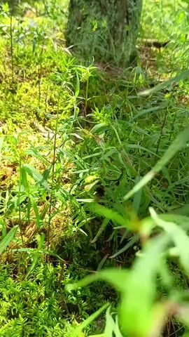 A close-up, low-angle shot shows a forest floor covered in vibrant green moss and surrounded by tall, slender plants. A single, dark-colored beetle is visible crawling amongst the vegetation. The lighting suggests it is daytime with dappled sunlight filtering through the trees, creating a natural and serene woodland ambiance.