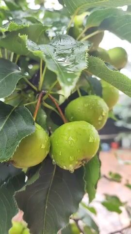 A close-up video shows a cluster of small, green fruits hanging from a tree. The fruits are round and appear to be a type of apple or pear. They are covered in water droplets, suggesting it has recently rained or the tree has been watered. The leaves of the tree are green and somewhat serrated. The background is blurred, but hints of brick or red roofing can be seen, suggesting an outdoor, possibly residential, setting. There are no people or animals visible. The focus is on the fruit and foliage.