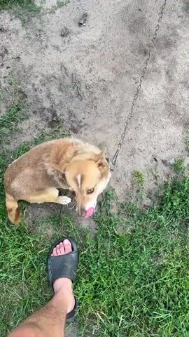 The video shows an overhead view of a person's feet and a dog on a leash. The person is wearing dark shorts and black slide sandals. The dog is a medium-sized, light brown and white dog with a green collar. The dog is on a chain leash attached to a metal loop on its collar. The dog is looking up at the person and appears to be interacting with them, possibly being petted by the person's hand. The ground is a mix of dirt and green grass. The scene appears to be outdoors.
