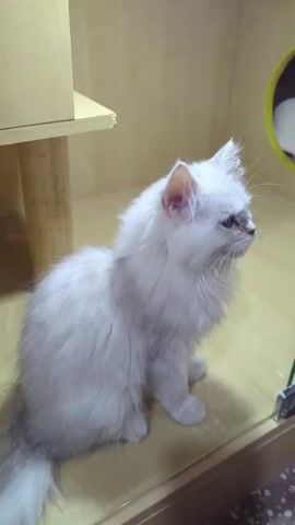 A fluffy, white kitten with gray markings on its tail is sitting on a wooden surface. The kitten turns its head to the right, then looks up, then turns its head to the left and tucks its head into its chest, appearing to groom itself. The kitten is in an indoor environment with wooden shelves and a round opening visible in the background.
