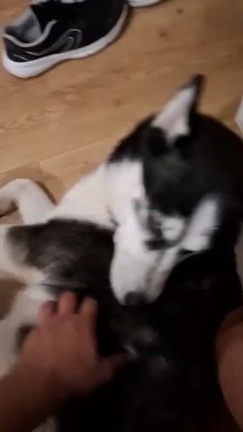 A person's hand pets a husky dog lying on its back on a wooden floor. The dog is black and white with blue eyes and is licking its own chest. Another dog, partially visible, is underneath the first dog. A shoe is visible in the upper left corner of the frame.