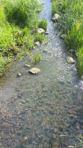This is a first-person perspective video of a shallow, clear stream flowing over a rocky bed. Tall green grass and reeds line both banks of the stream. Several smooth, light-colored rocks are visible in the water and along the banks. Sunlight reflects off the surface of the water, creating shimmering patterns. The camera is looking downstream and slowly zooms out. The overall impression is one of a peaceful, natural setting.