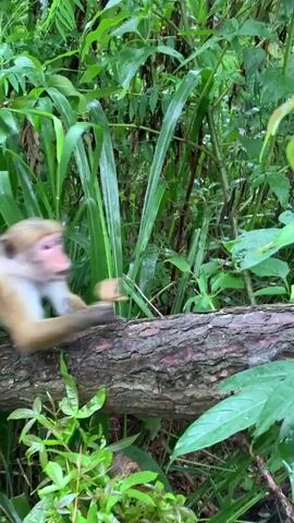 A monkey is sitting on a fallen log in a lush green forest. The monkey is eating something it holds in its paw. It is surrounded by dense vegetation, with tall green plants and leaves. The log is rough and textured, with some moss or bark visible. The monkey has light brown fur on its back and head, with a lighter colored chest and face. Its eyes are dark. The lighting suggests it is daytime, with soft natural light filtering through the canopy.