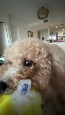 A light brown poodle is playing with a yellow stuffed duck toy. The poodle is on a couch with a person's legs visible in the foreground. The dog is shaking the toy around, and its ears are flopping. The background is blurry but appears to be a living room with furniture.