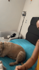 Woman records herself with dog in Mexican bedroom