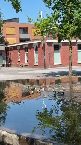 A video shows a body of water with several ducks swimming in it. In the background, there are brick buildings and trees. The sky is blue and the sun is shining. The water reflects the buildings and trees. One duck is in the foreground and appears to be looking towards the camera.