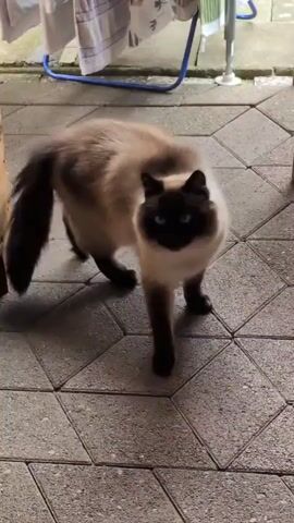The video shows a Siamese cat walking on a patio. The cat is light brown with darker brown points on its ears, face, and tail. It is walking towards the camera from the right side of the frame. The patio is paved with geometric concrete tiles. A wooden planter box is visible on the left side of the frame, and a white chair with a blue frame is visible in the background. The cat's tail is held up and curved.