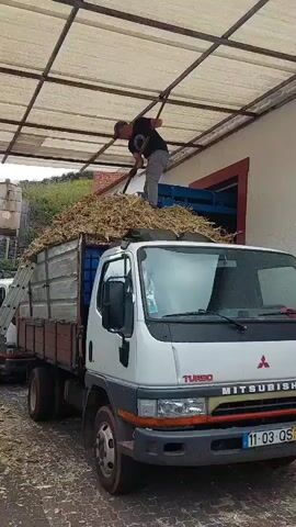 Here is a description of the video:

A man is atop a white Mitsubishi truck, using a pitchfork to unload a large pile of dried corn stalks into a building. The truck is parked under a partial awning, and a ladder leans against the back. The truck has a silver bed with wooden side panels and a European license plate. The man wears a black shirt, grey pants, and a baseball cap. The corn stalks fill the truck bed and extend well above the truck's cabin. The man uses the pitchfork to move clumps of stalks into an opening in the side of the building.