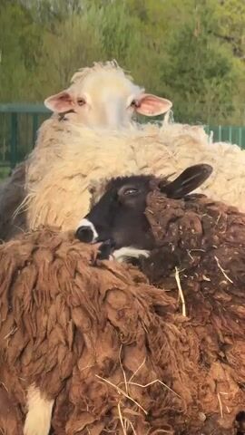 A short video shows two sheep huddled together in a pen, with a third sheep barely visible. The sheep are densely covered in wool, with the lower sheep featuring brown wool and a black and white face. The sheep above it has white wool. There's a green fence in the background and some green trees in the distance. The sunlight is bright. The sheep are standing still and seem content.