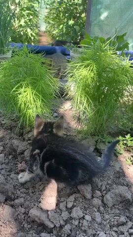 A small, dark-colored kitten with tabby markings is in the foreground of the video, positioned on the ground amongst dirt and rocks. The kitten's rear is facing the camera. The kitten is in an outdoor environment, likely a garden, with lush green plants surrounding it. In the background, there is another, lighter-colored kitten partially obscured by the plants. The scene appears to be under a structure, possibly a greenhouse, indicated by the presence of a translucent covering and visible supports in the background. The lighting suggests it is daytime, with sunlight filtering through the greenery and covering. The first kitten is observed to briefly stand on its hind legs before returning to a quadrupedal stance. Another kitten is seen interacting with the first kitten, with both appearing to be playfully engaged with each other and their surroundings. The camera appears to be stationary or moving very slowly.