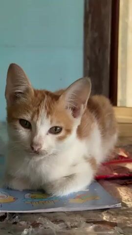 A close-up shot shows an orange and white kitten lying down on a blue notebook with cartoon characters. The kitten is looking directly at the camera with a calm expression. The background is blurred, but it appears to be an indoor setting with a light blue wall and a window. The lighting is natural, coming from the right side of the frame. The video is still, with no movement.